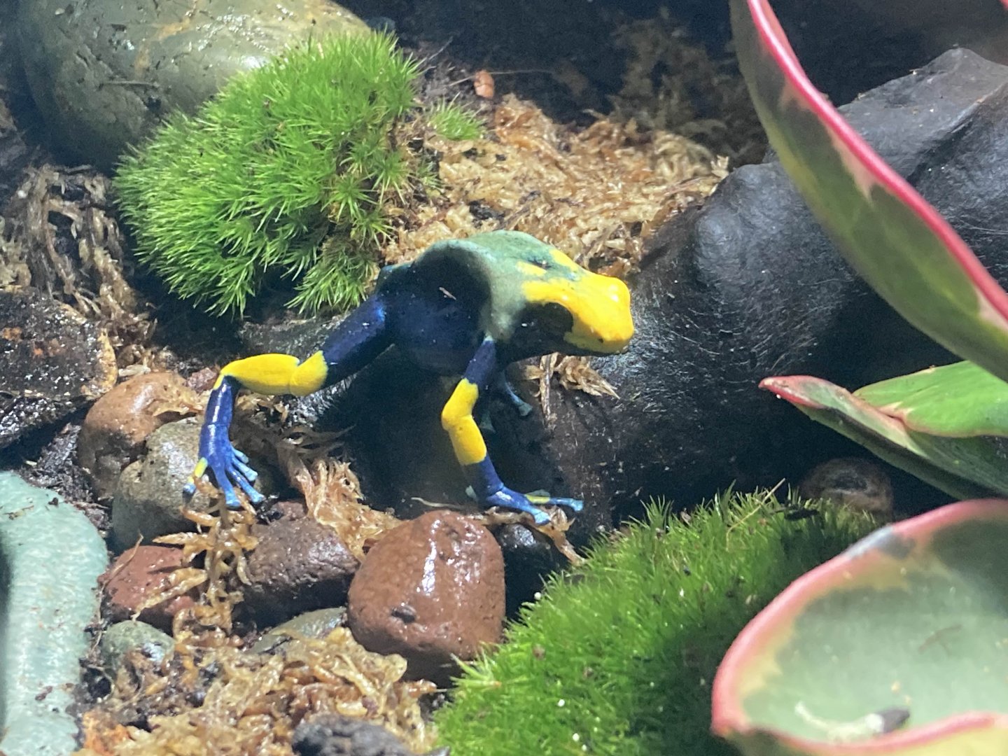 Dendrobates tinctorius "Peacock"