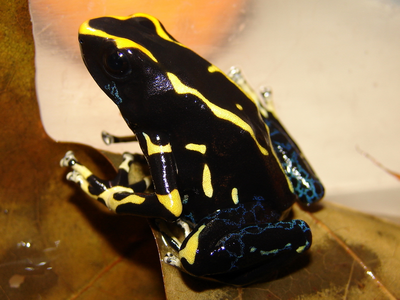 Dendrobates tinctorius var. Allanis / Yellow-and-blue poison dart frog, Rig