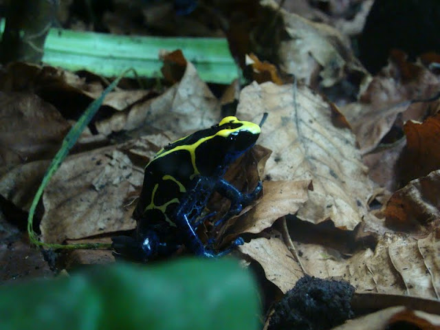Dendrobates tinctorius