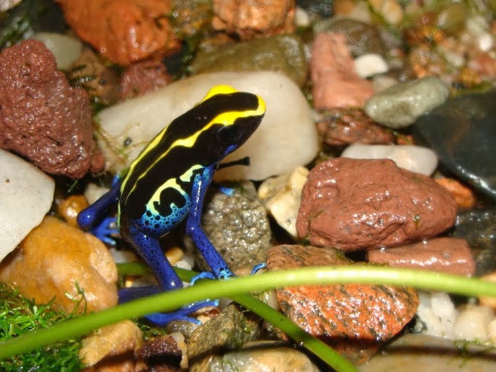 Dendrobates tinctorius