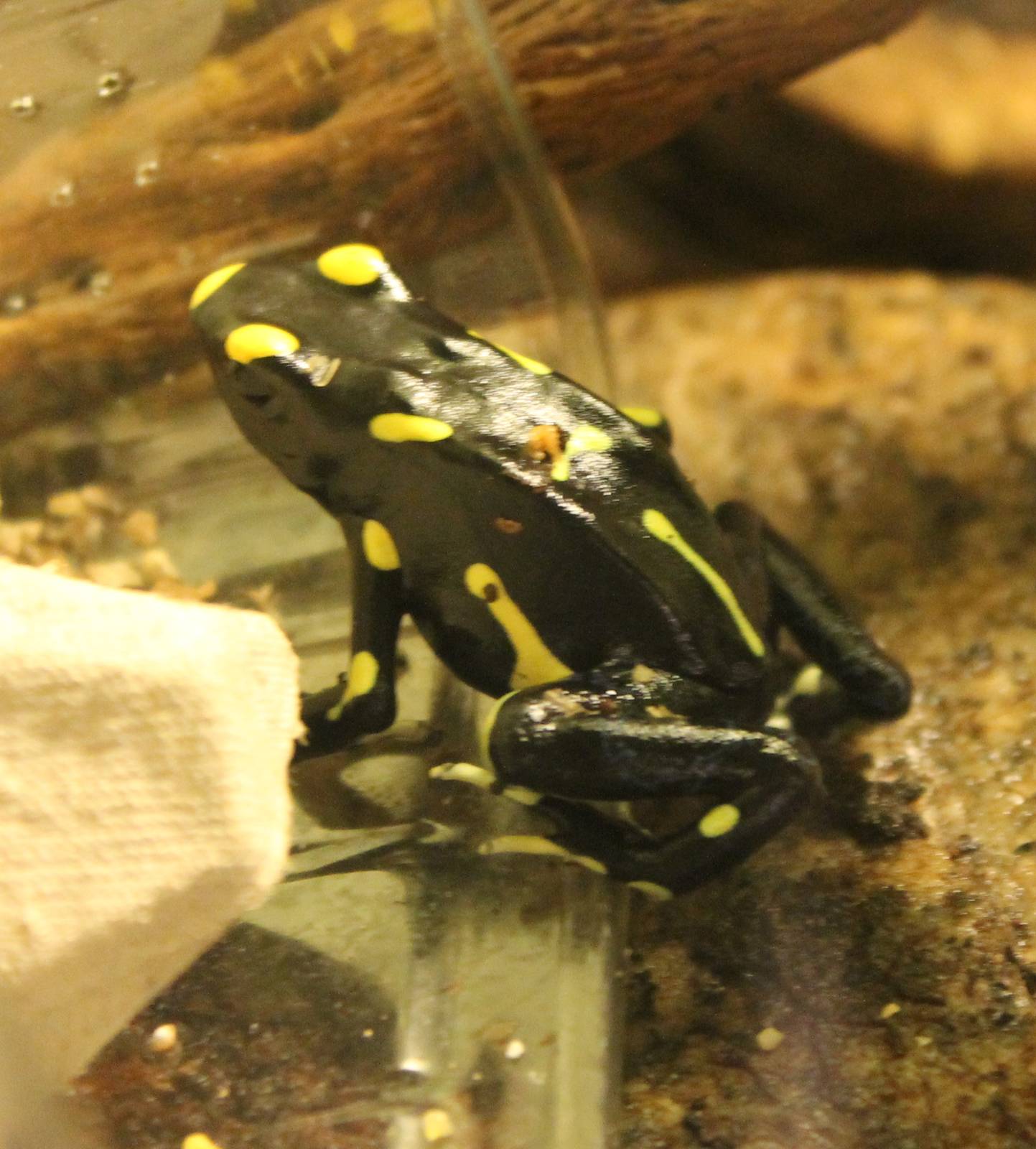 Dendrobates tinctorius