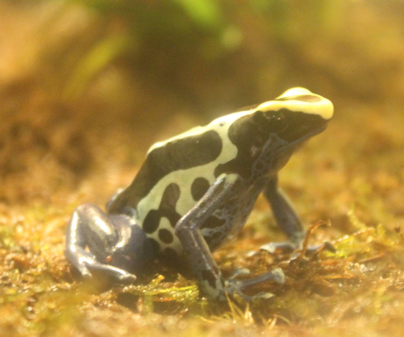 Dendrobates tinctorius