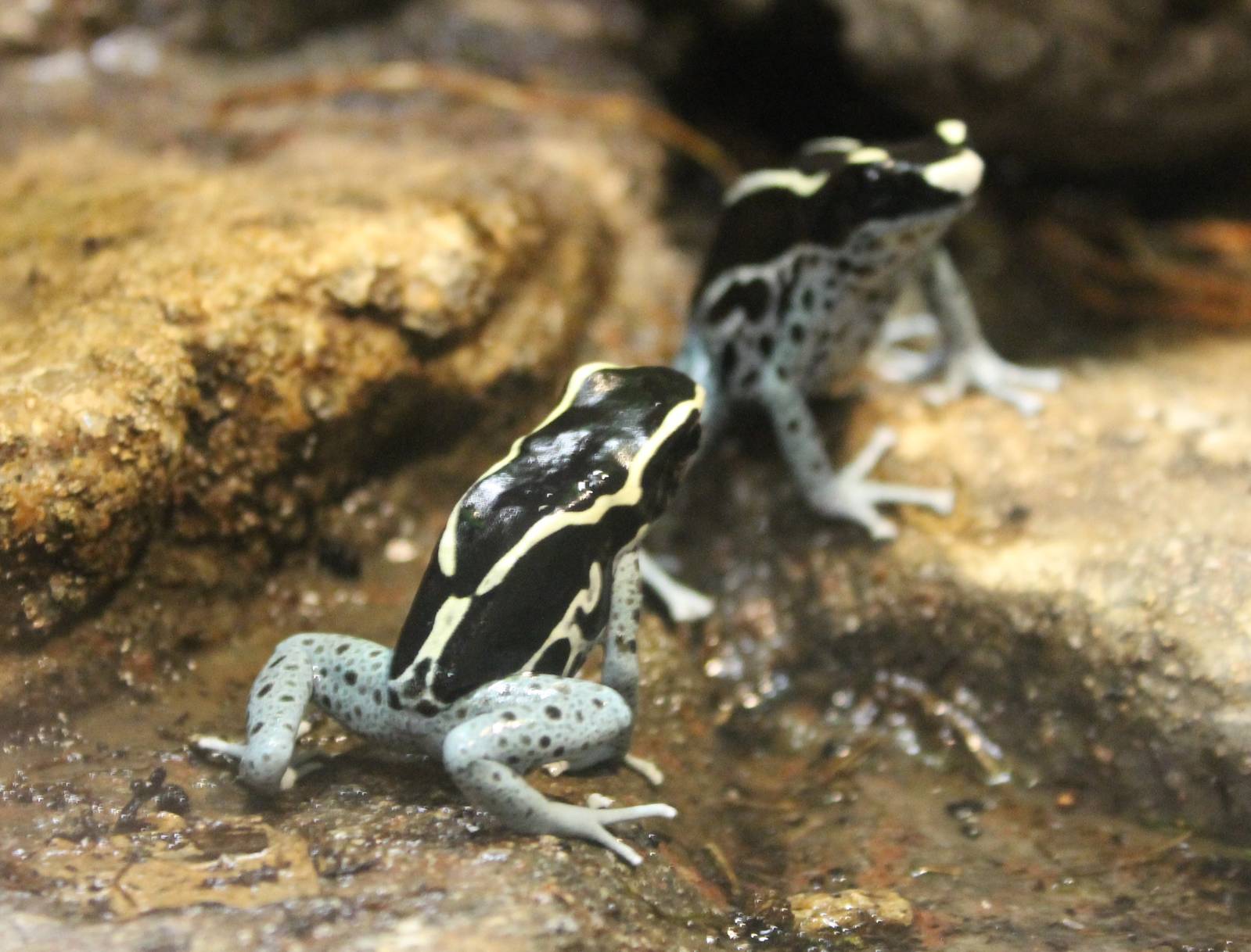 Dendrobates tinctorius