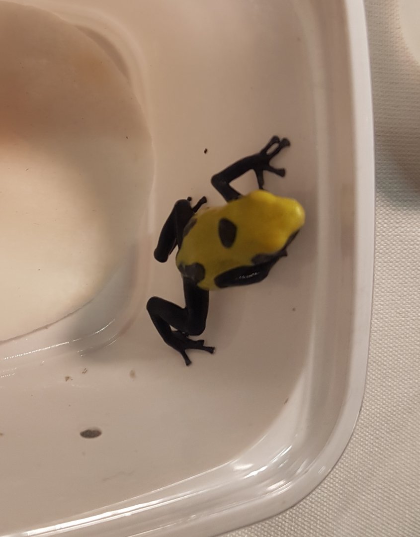 Dendrobates tinctorius