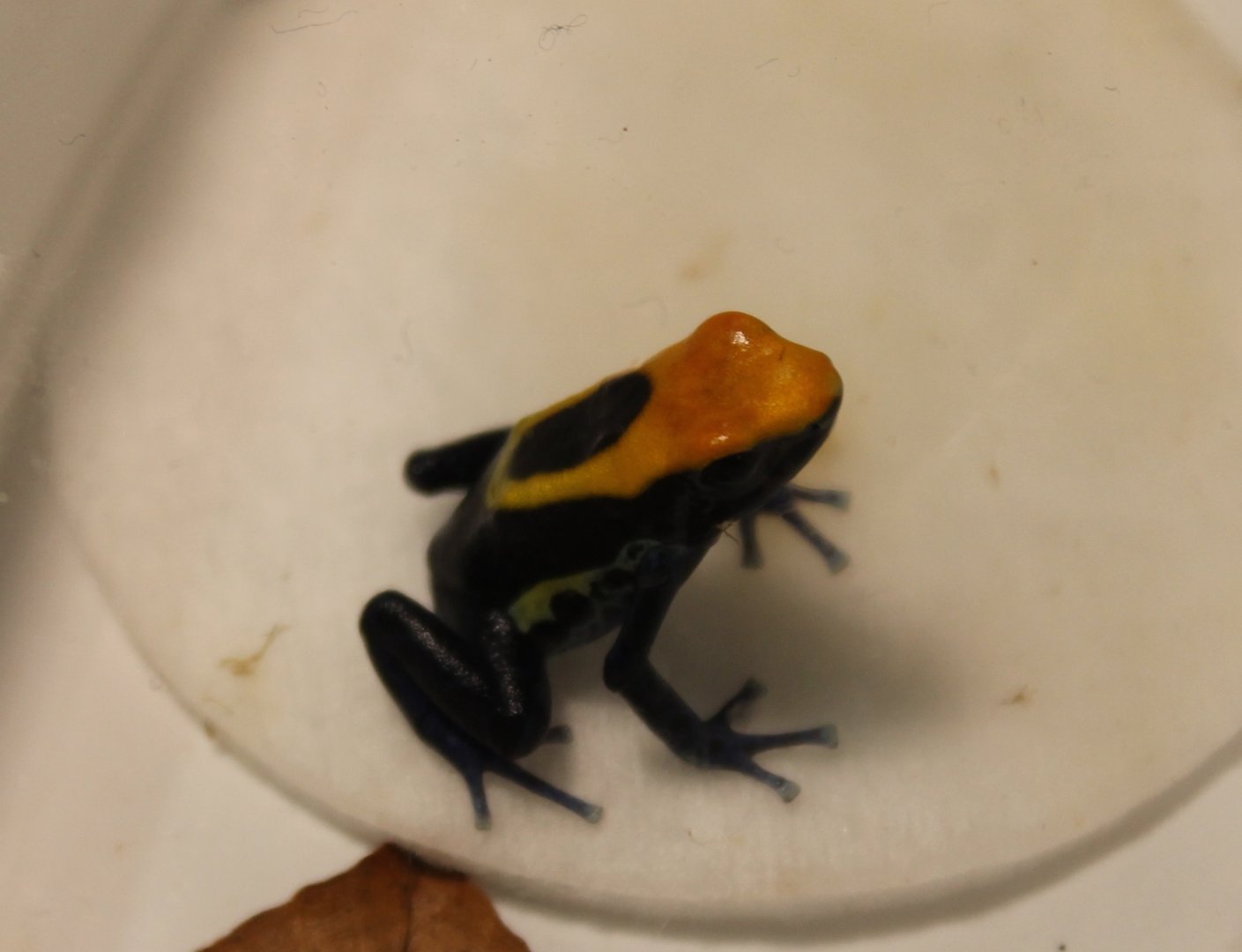 Dendrobates tinctorius