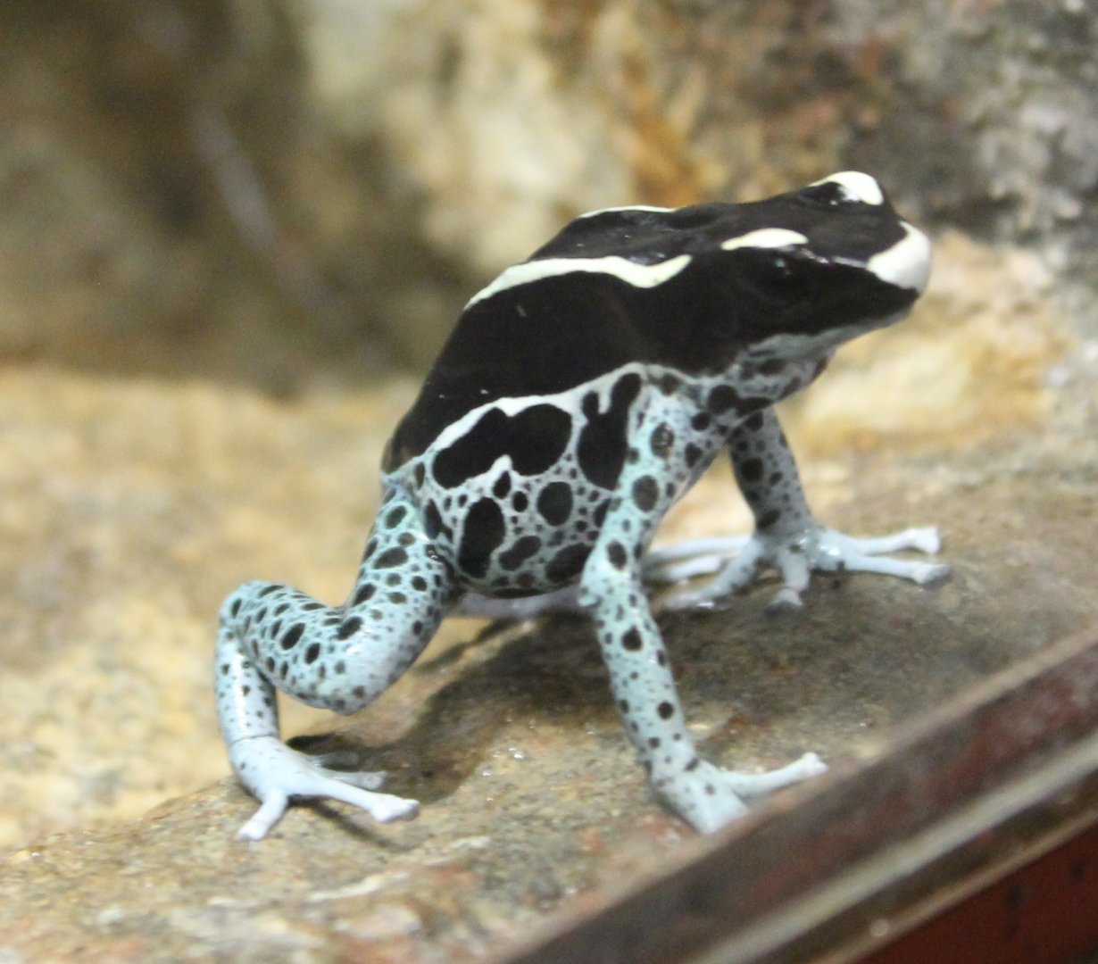 Dendrobates tinctorius