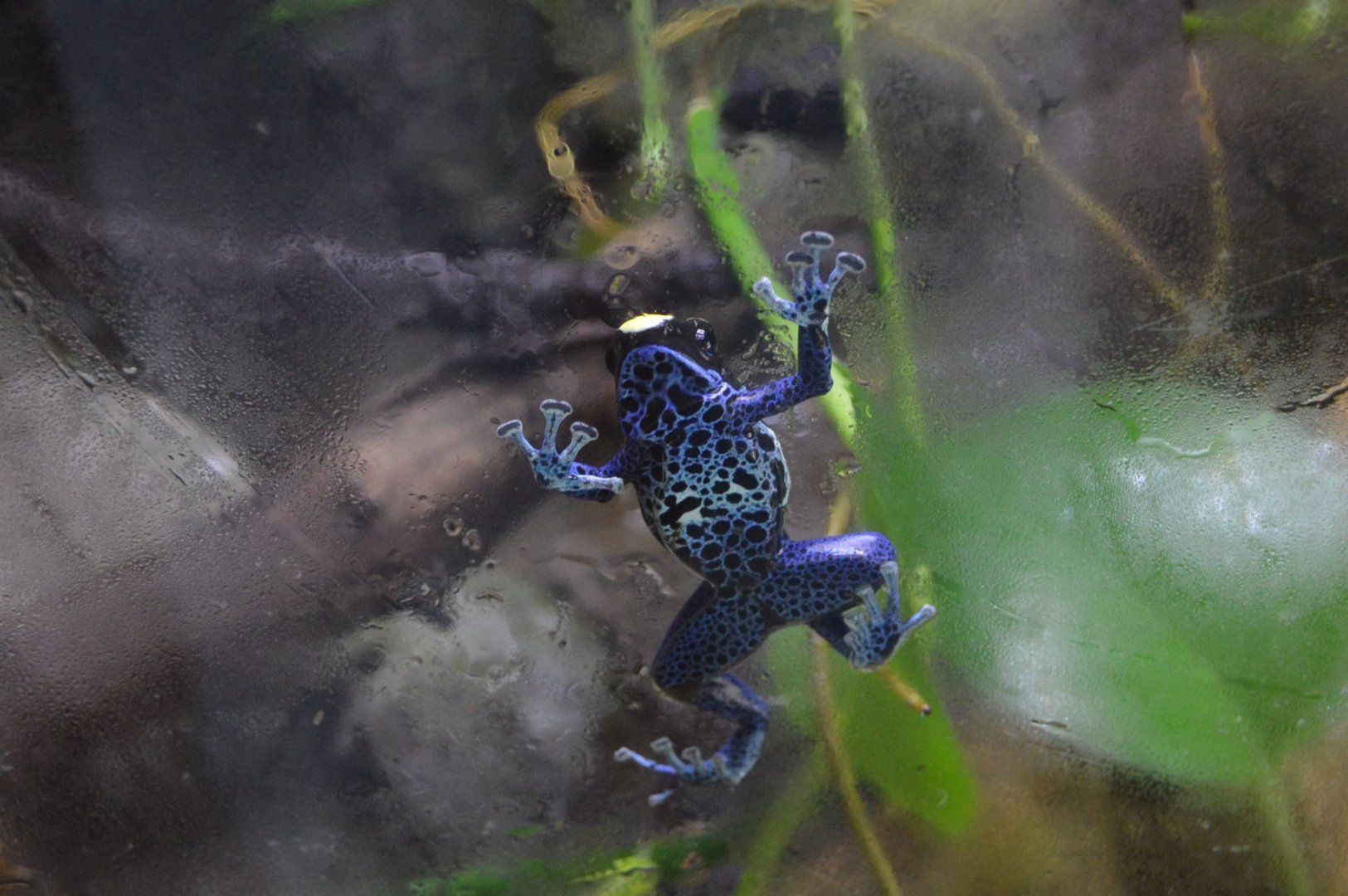 Dendrobates tinctorius