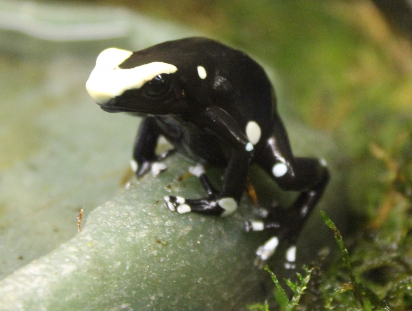 Dendrobates tinctorius