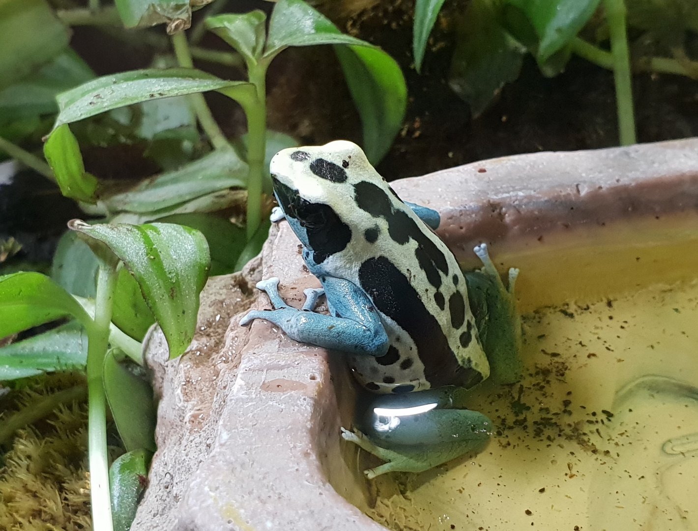 Dendrobates tinctorius