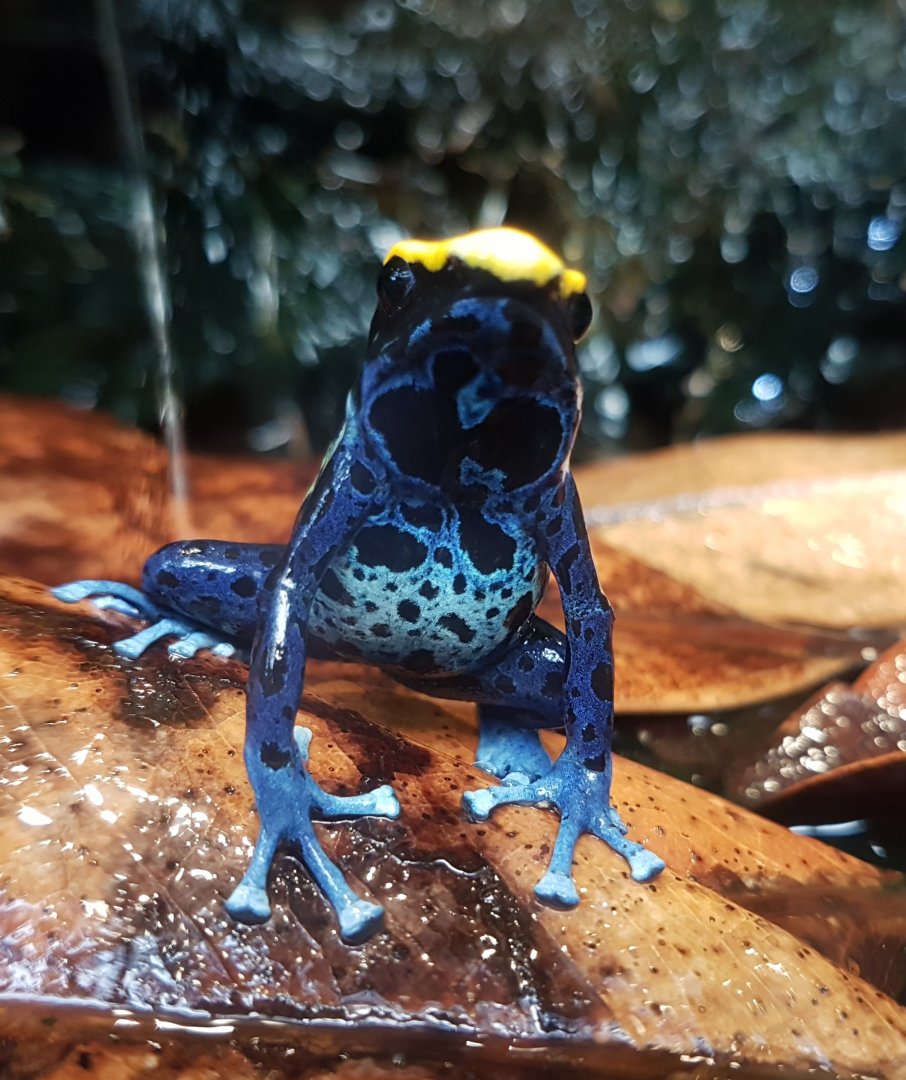 Dendrobates tinctorius