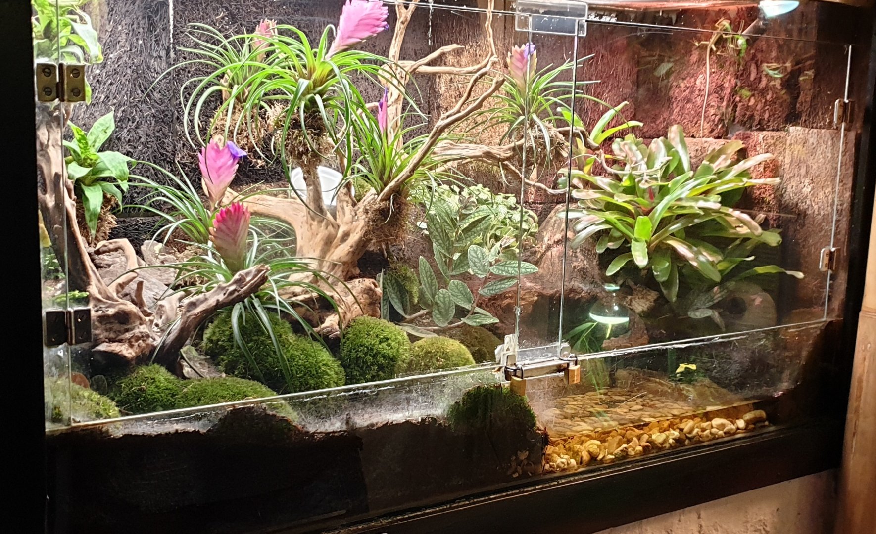 Dendrobates tinctorius