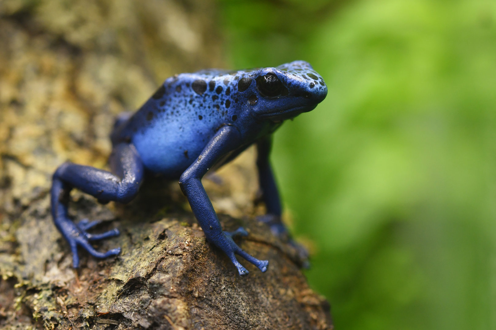 Dendrobates tinctorius