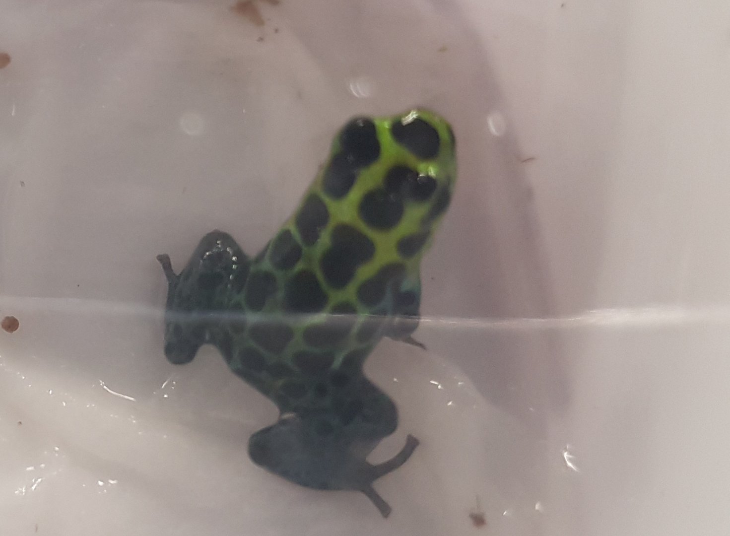 Dendrobates variabilis