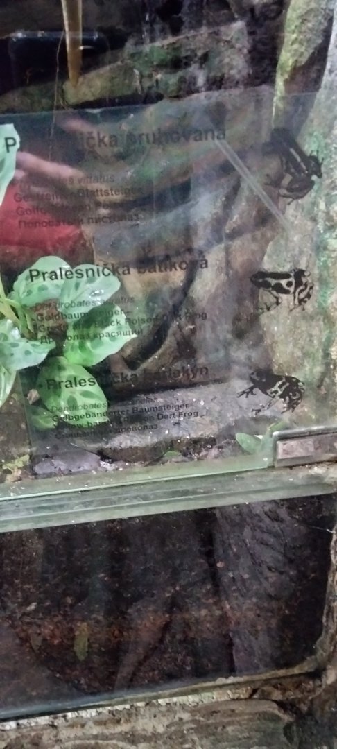 Dendrobatid species inside Matamata pavilion