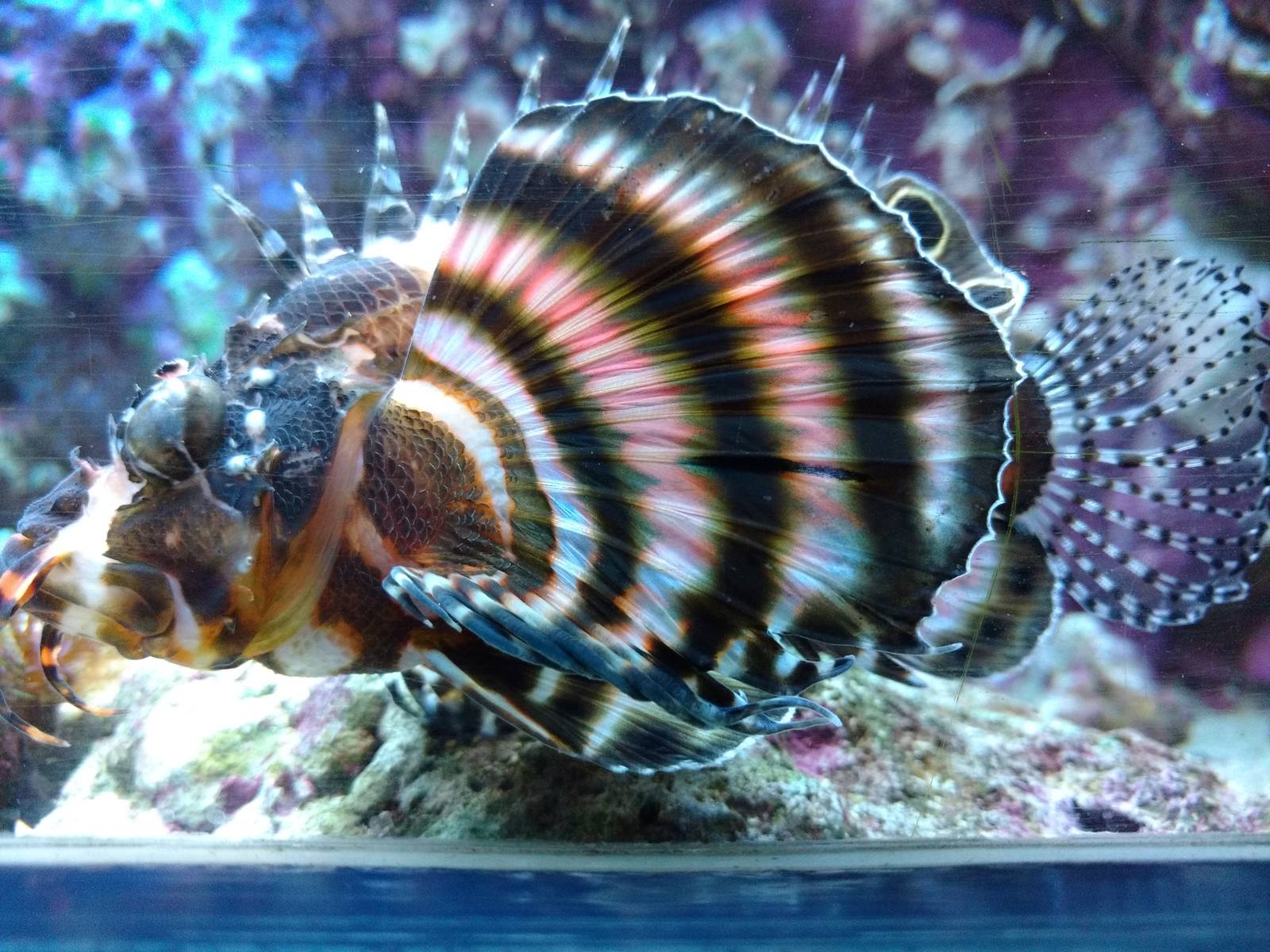 Dendrochirus biocellatus 11th September 2016