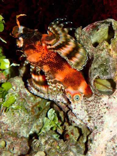 Dendrochirus biocellatus