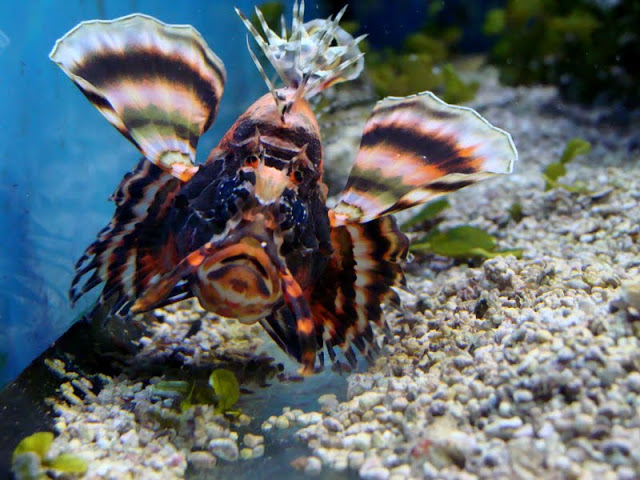 Dendrochirus biocellatus