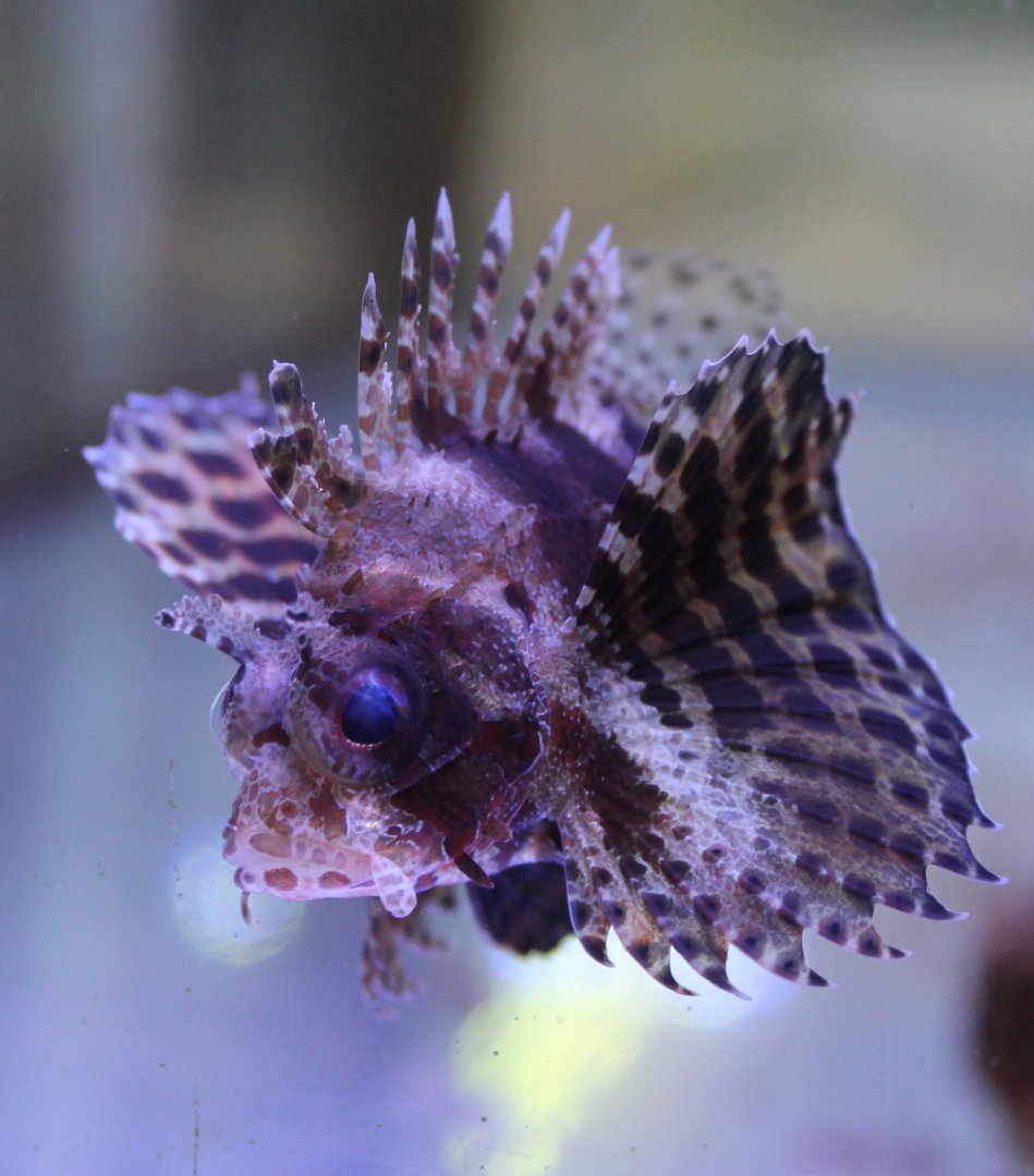 Dendrochirus brachypterus