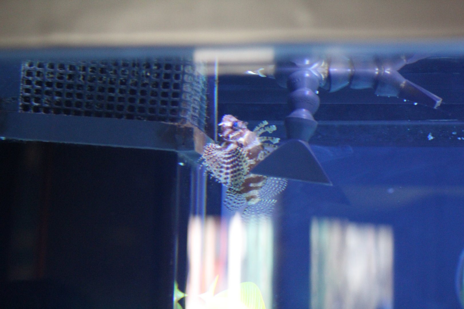 Dendrochirus brachypterus?