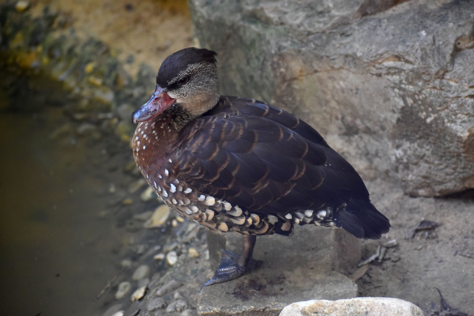 Dendrocygna guttata - Spotted Whistling Duck / Zoo d'Upie 2024