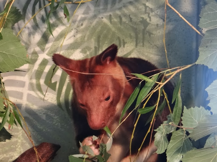 Dendrolagus goodfellowi ( Goodfellow`s Tree Kangaroo )