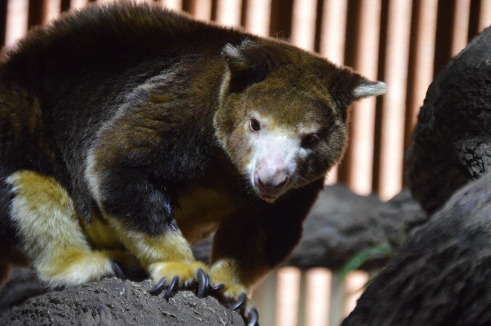 Dendrolagus matschiei