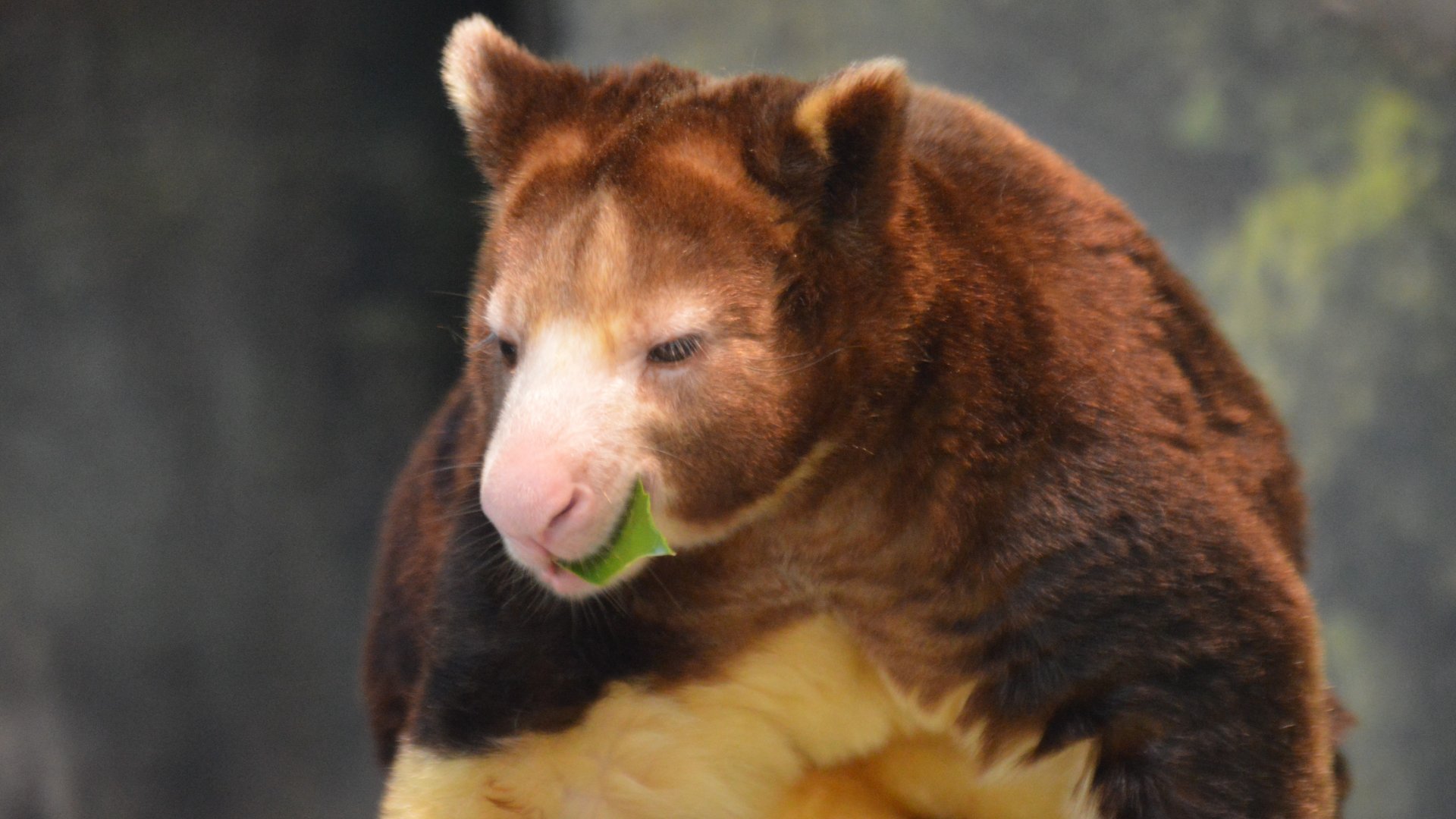 Dendrolagus matschiei