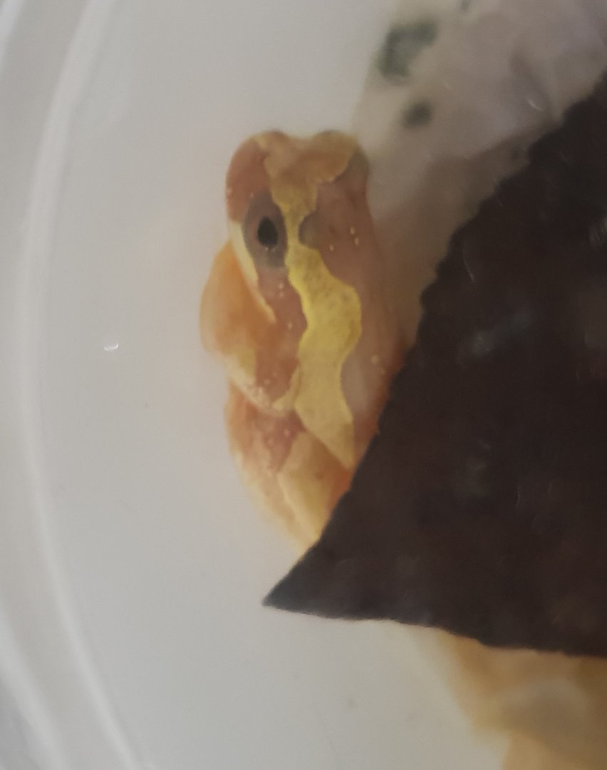 Dendropsophus ebraccatus