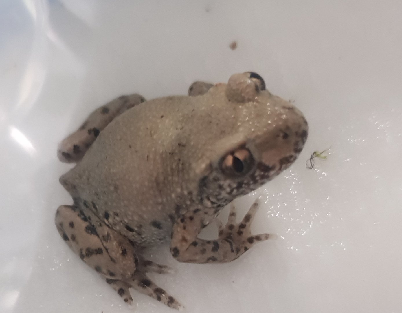 Dendropsophus ebreccata