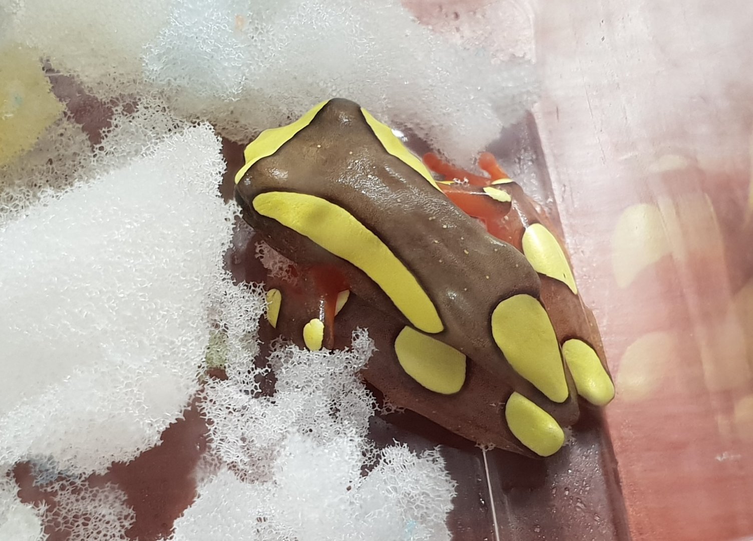 Dendropsophus leucophyllatus