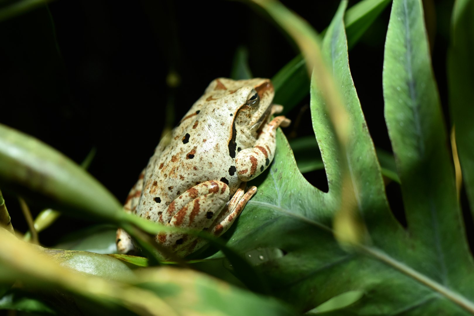 Dendropsophus leucophyllatus