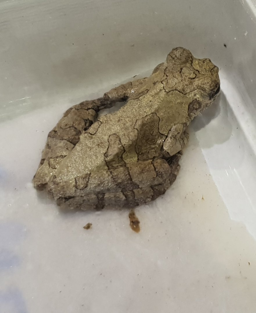 Dendropsophus marmoratus