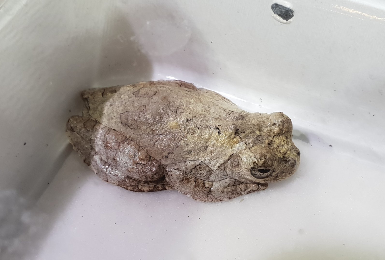 Dendropsophus marmoratus