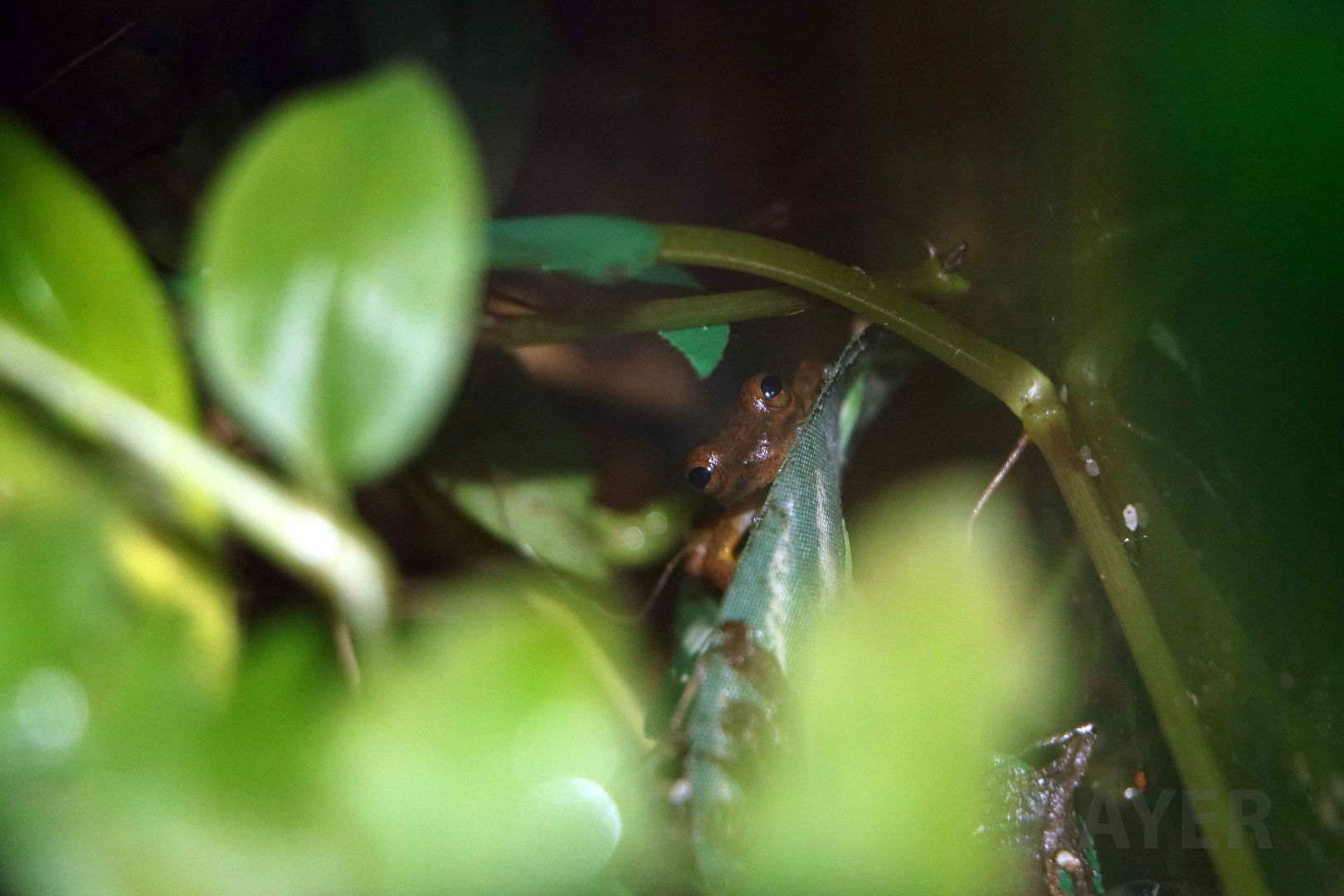 Dendropsophus padreluna, May 2016