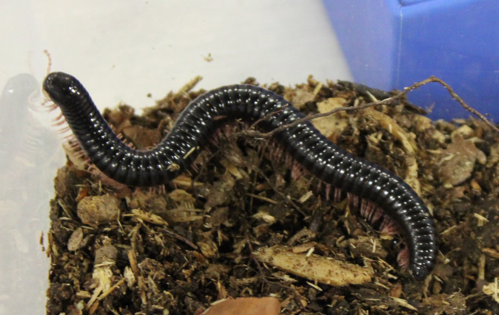 Dendrostreptus macracanthus