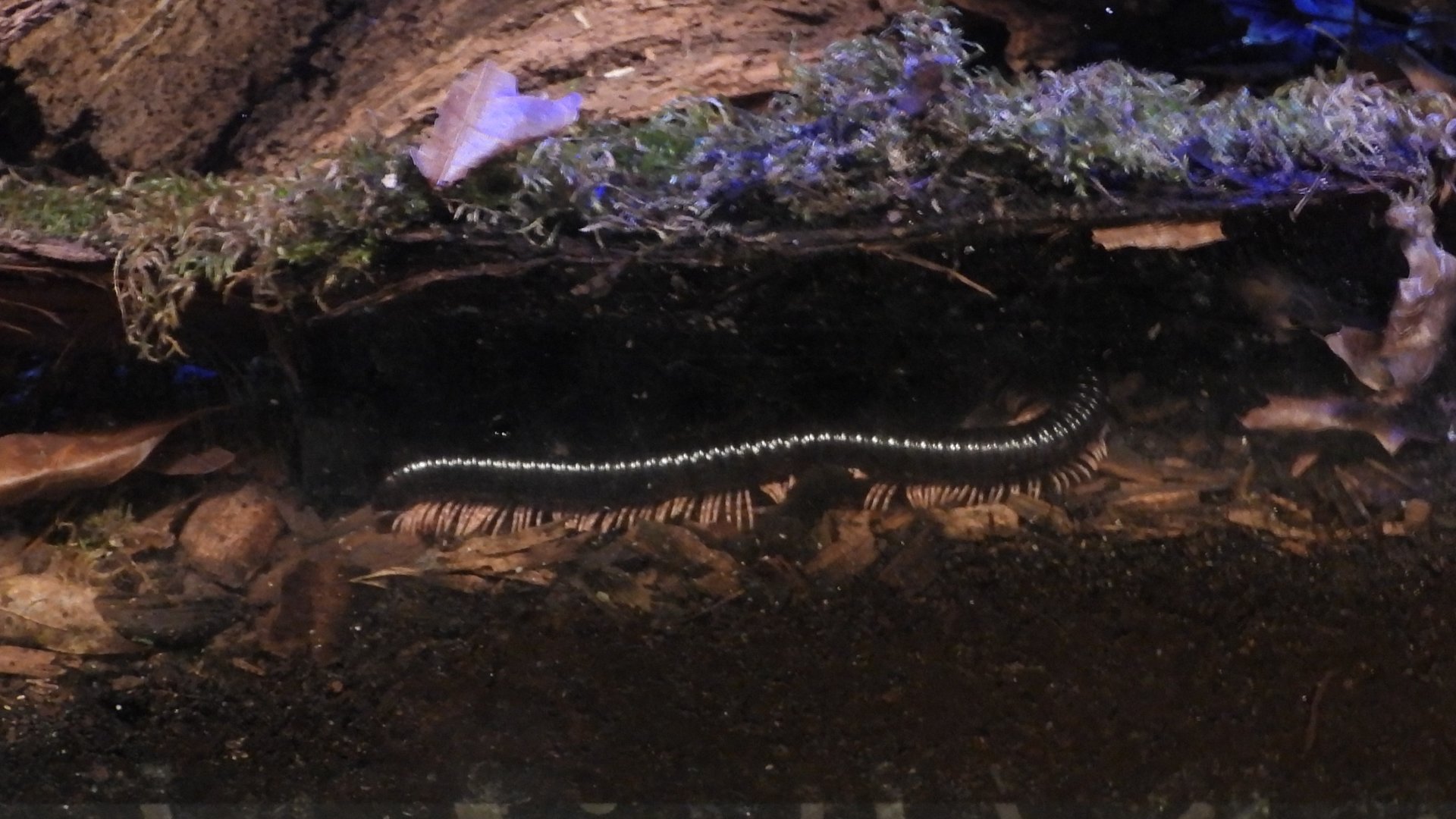 Dendrostreptus macracanthus