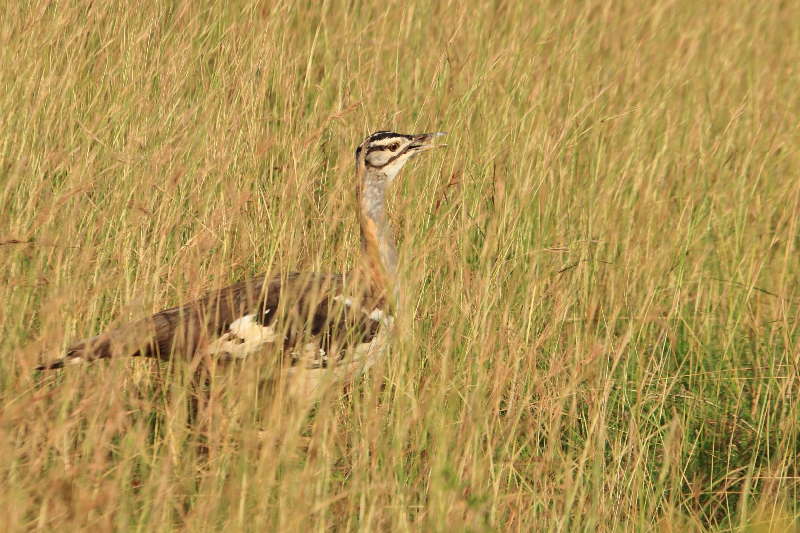 Denham's Bustard (December 2019)