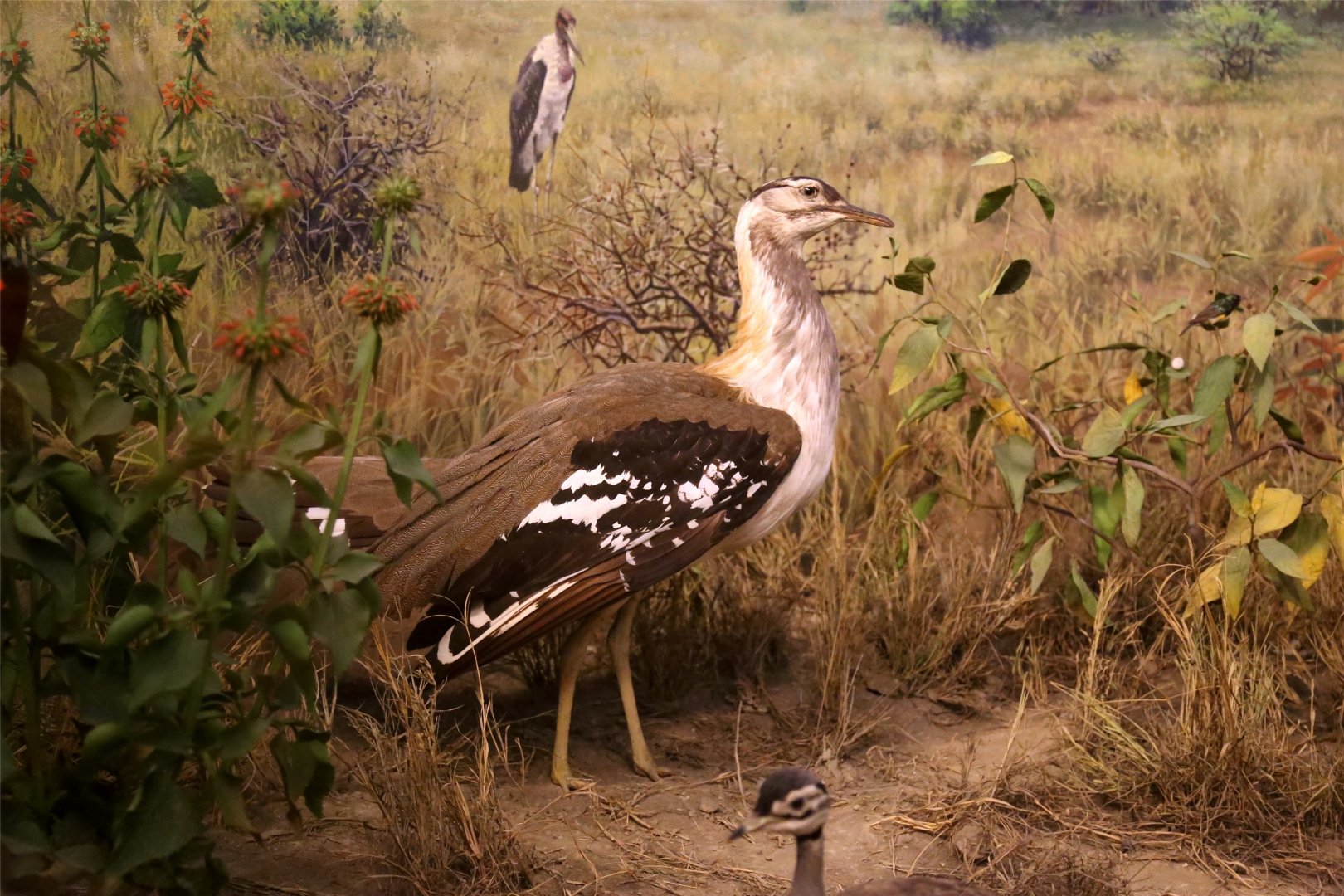 Denham's bustard (Neotis denhami)