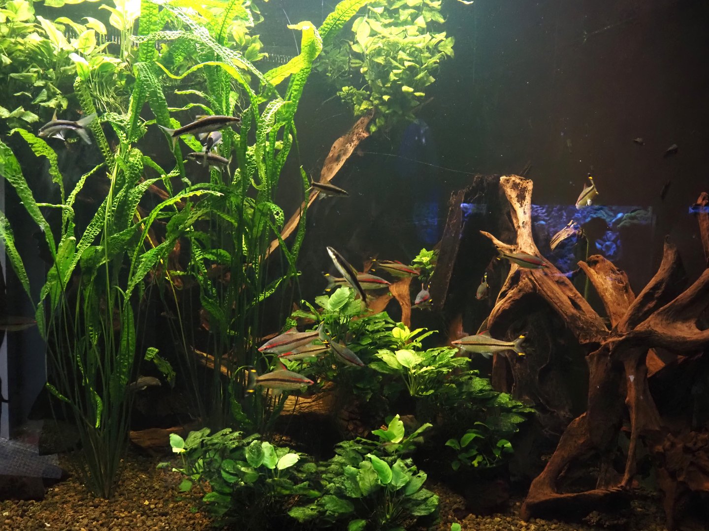 Denison barb and Siamese algae eater tank, 2024-06-08