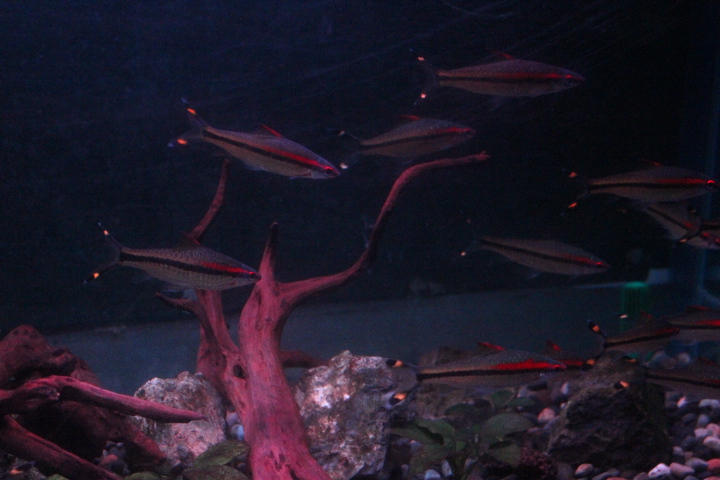 Denison barb (Sahyadria denisonii)