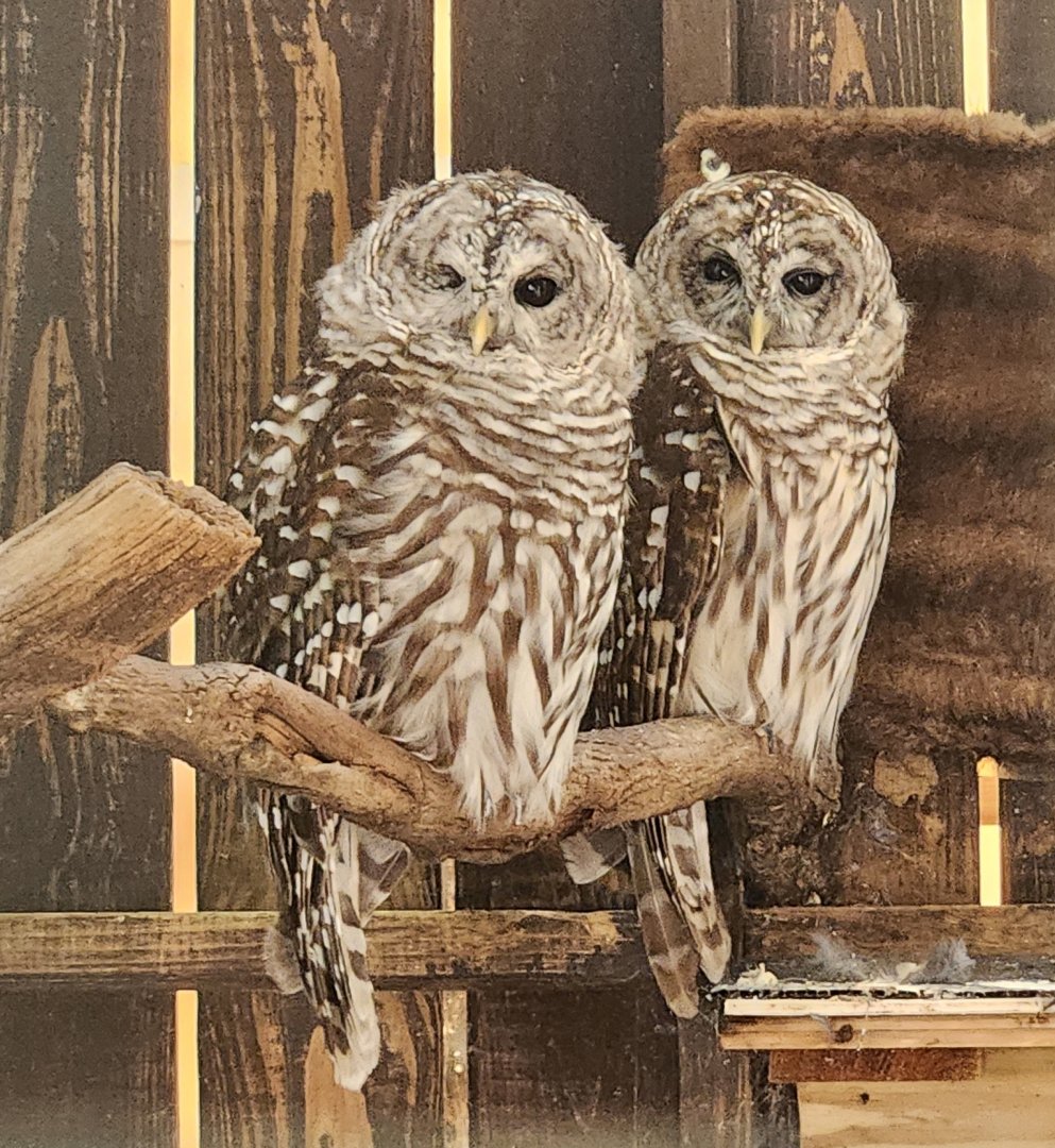 Denison Pequotsepos Nature Center - Barred Owl