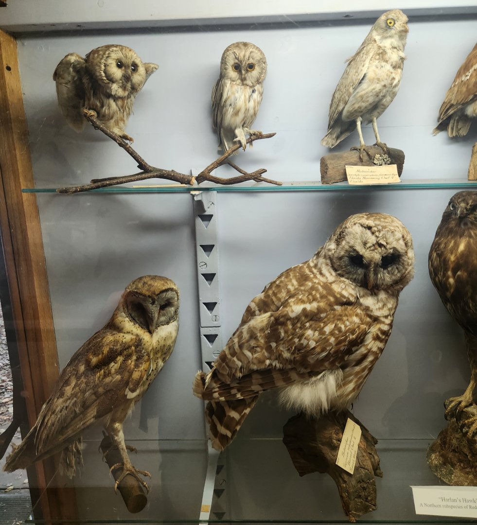 Denison Pequotsepos Nature Center - Birds of prey taxidermy