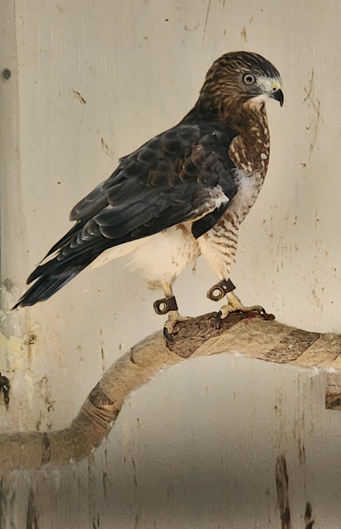 Denison Pequotsepos Nature Center - Broad-winged Hawk
