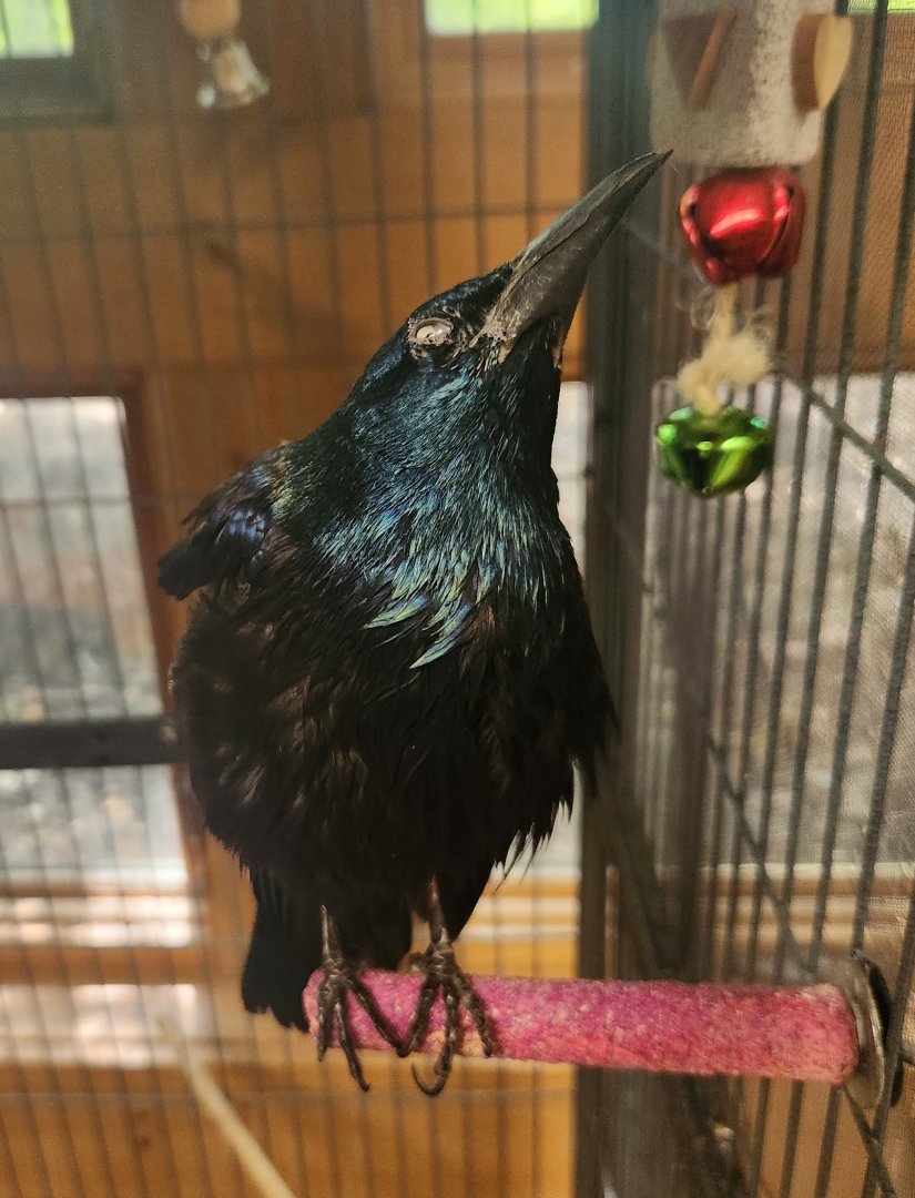 Denison Pequotsepos Nature Center - Common Grackle