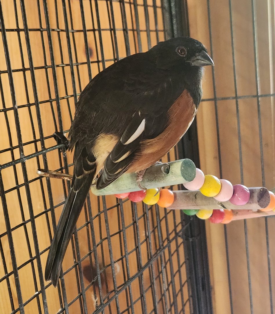 Denison Pequotsepos Nature Center - Eastern Towhee