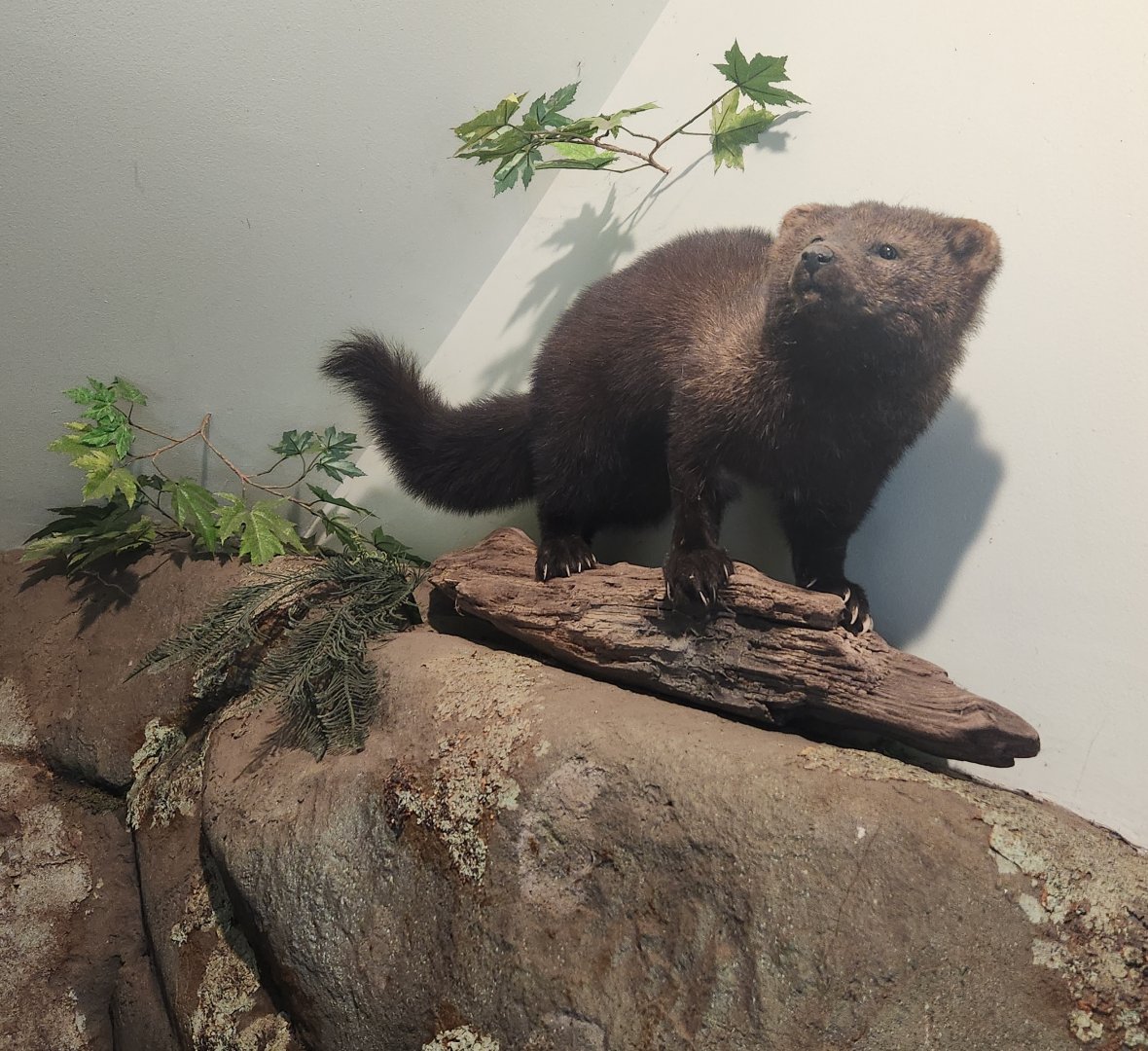 Denison Pequotsepos Nature Center - Fisher model