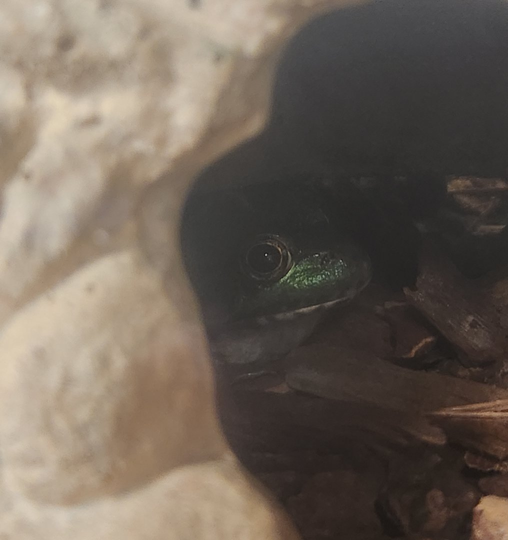 Denison Pequotsepos Nature Center - Lithobates clamitans melanota