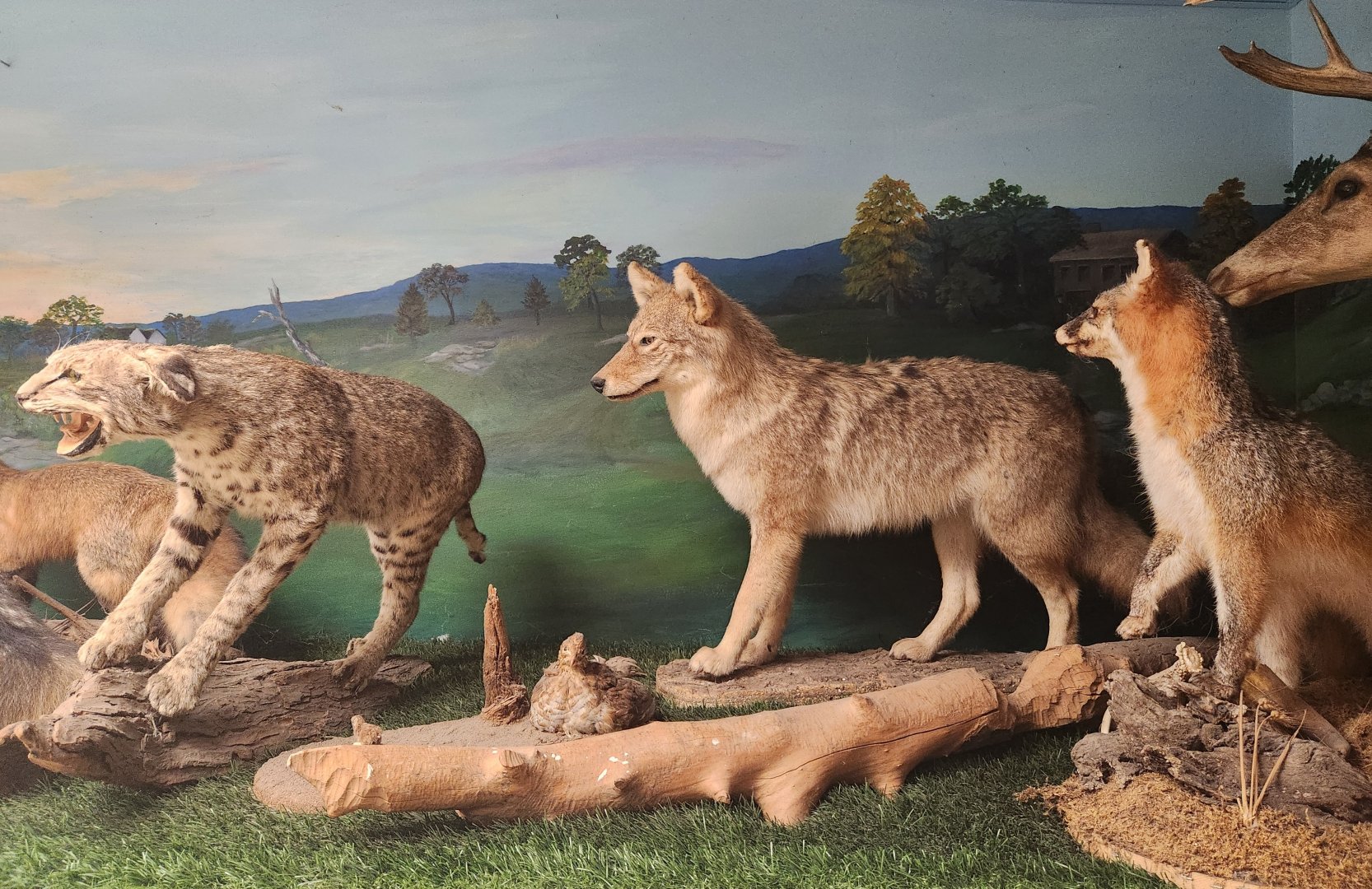 Denison Pequotsepos Nature Center - Mammal taxidermy