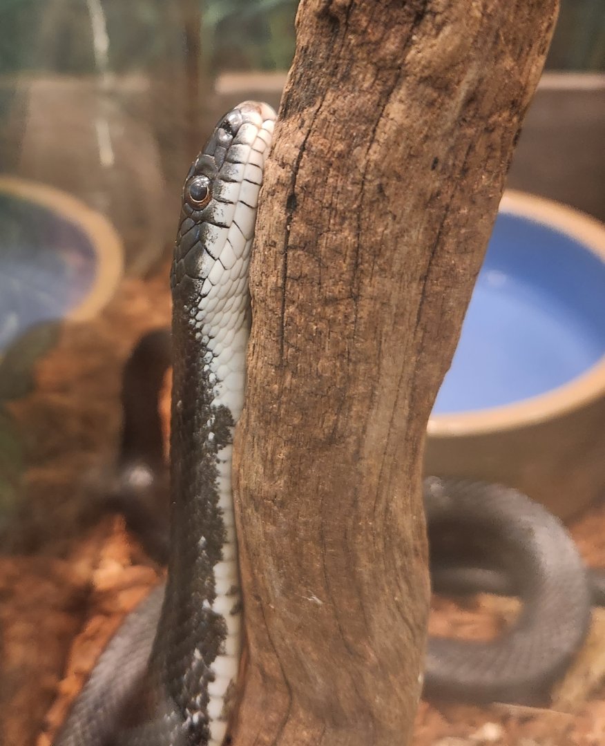 Denison Pequotsepos Nature Center - Pantherophis alleghaniensis