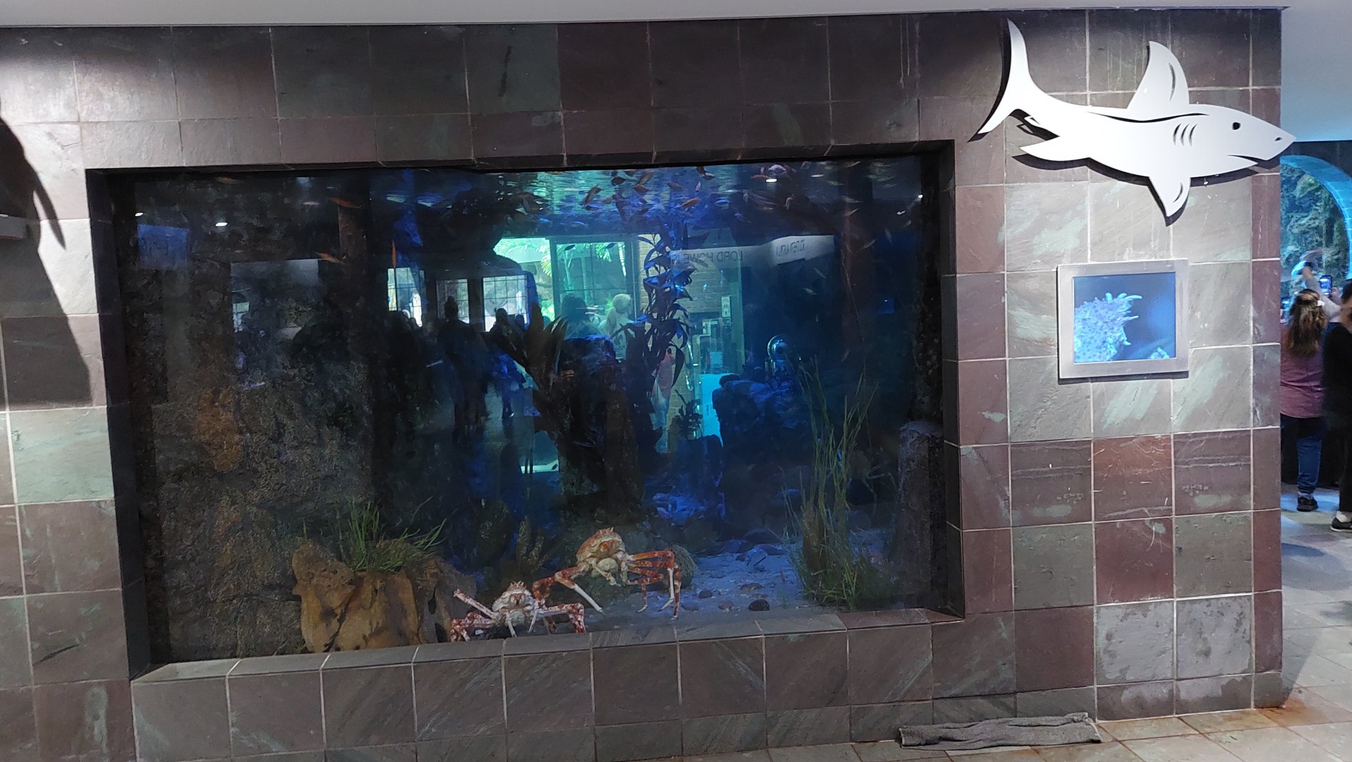 Denizens of the Deep Tank